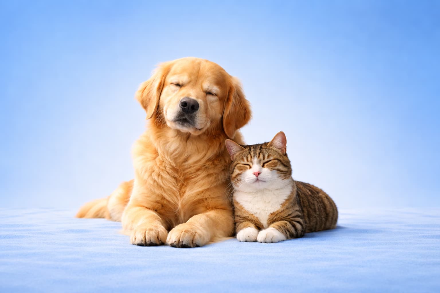 Pet Lifestyle - Everyday Care for Happier Pets